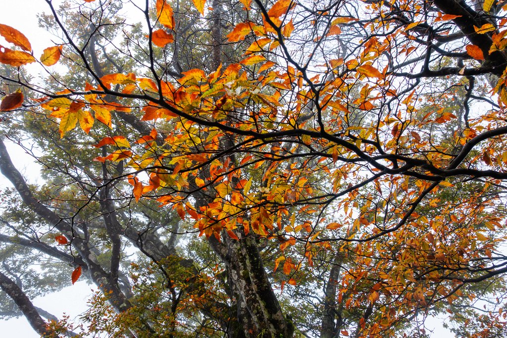 霧色下的太平山台灣山毛櫸步道_1144812