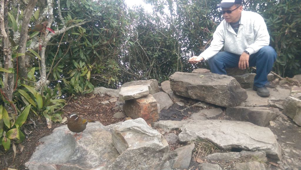 鳶嘴山步道_284427