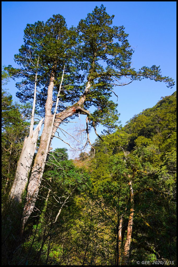 全台最大的紅檜森林 ~ 拉拉山巨木群_885527