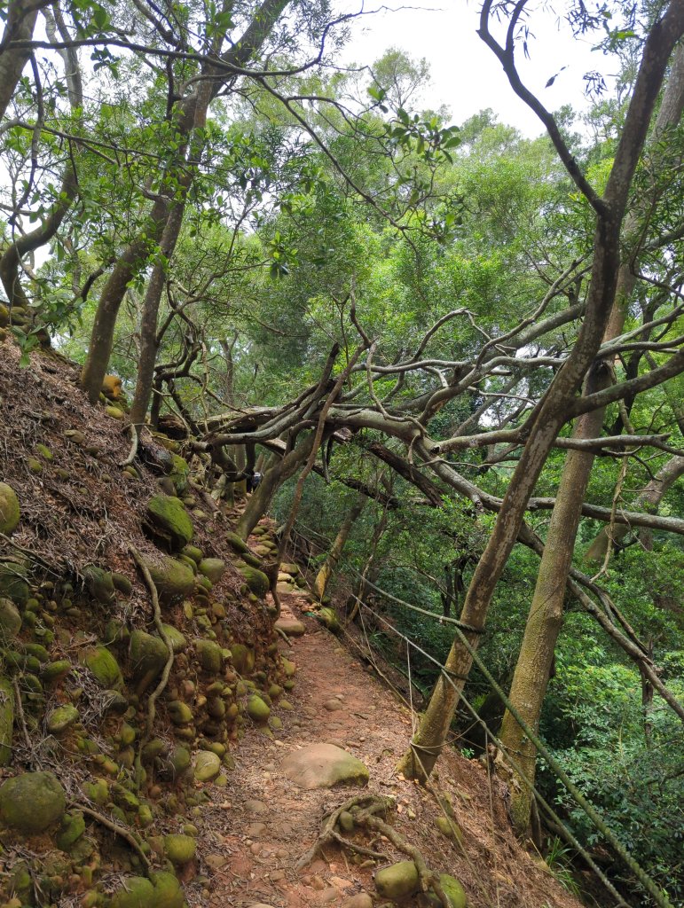 2025.07.12－火炎山、南鞍古道O行縱走_2834812