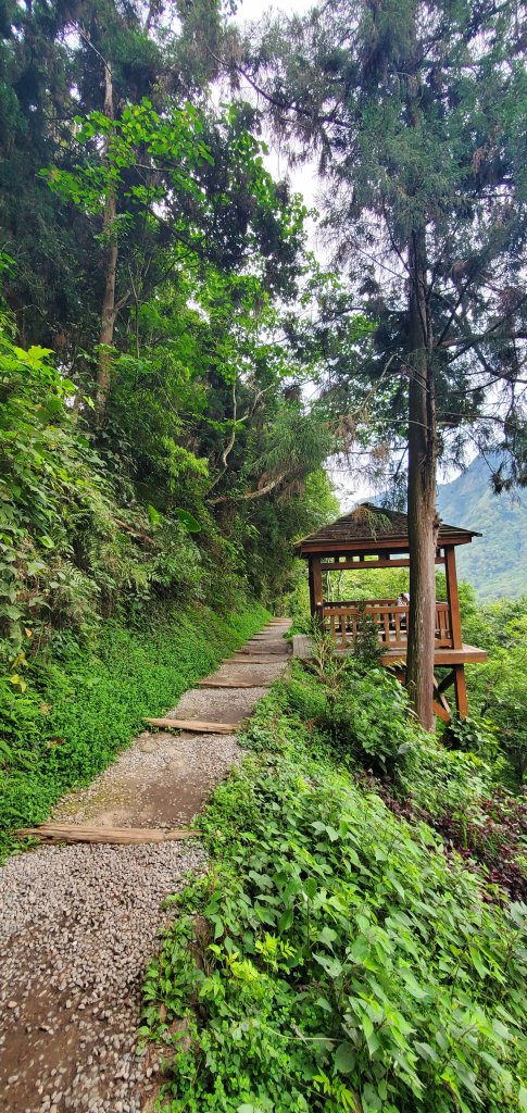 2024-05-19溪頭自然教育園區_2507990