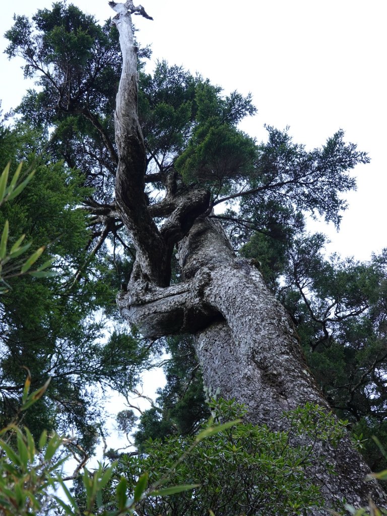 阿興阿賢北大武山_870669