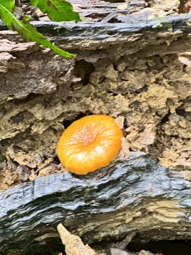 卡保石壁一葉蘭（耘夢谷上逐鹿山下O走）_2809507