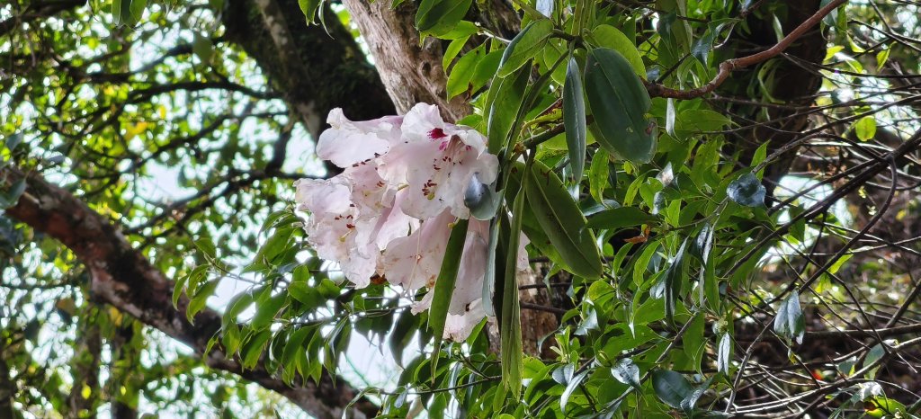 2025/04/04_加里山登山步道_2755041