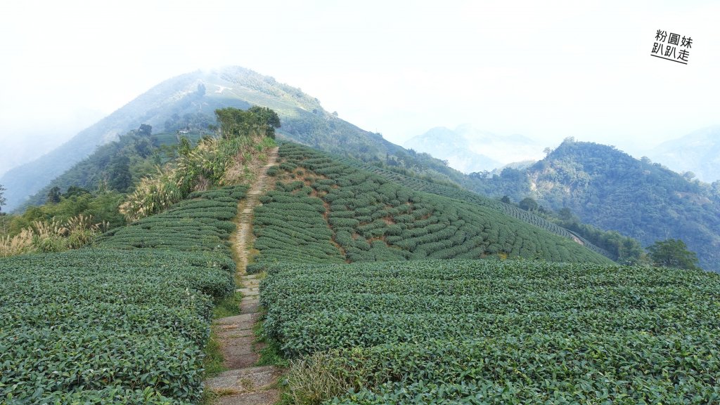 阿里山山脈越嶺步道大串走D2_543678
