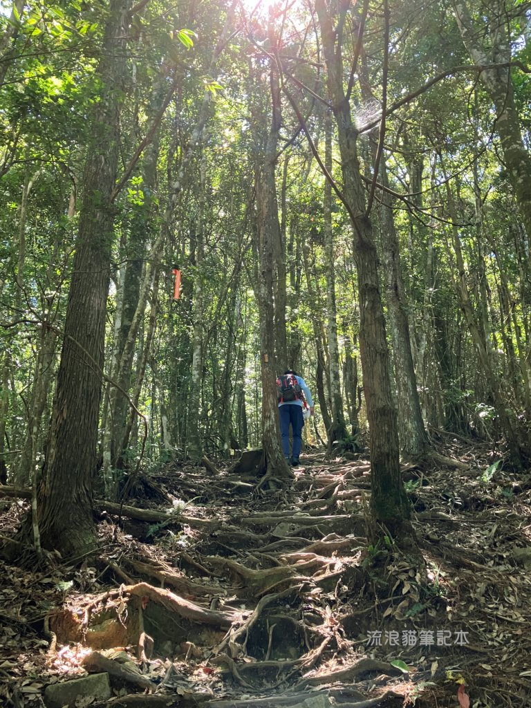 【谷關七雄】八仙山主峰步道_2894865