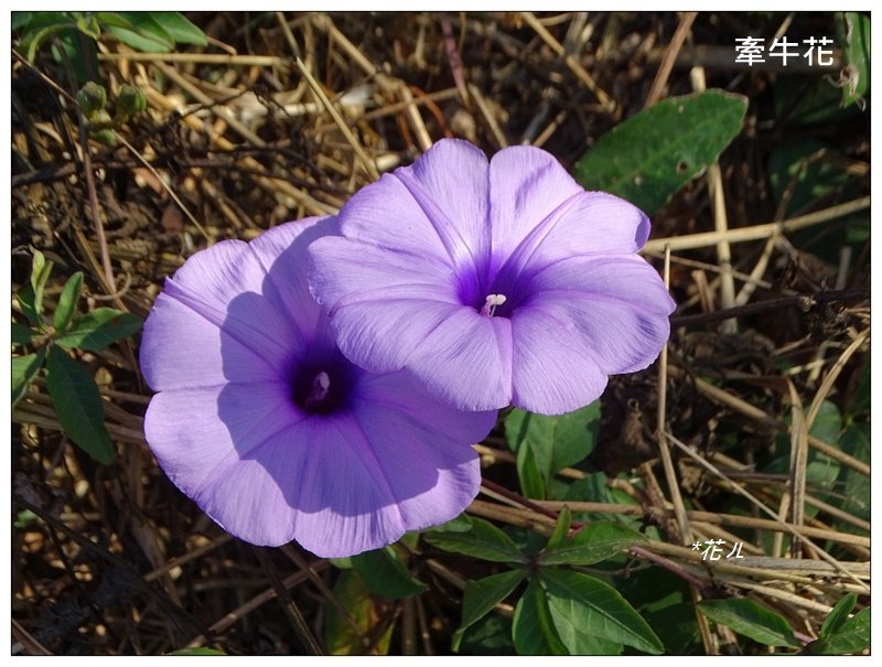 三媽縱走 ( 半天寮山、好望角、白沙屯山 連走 )_2973295