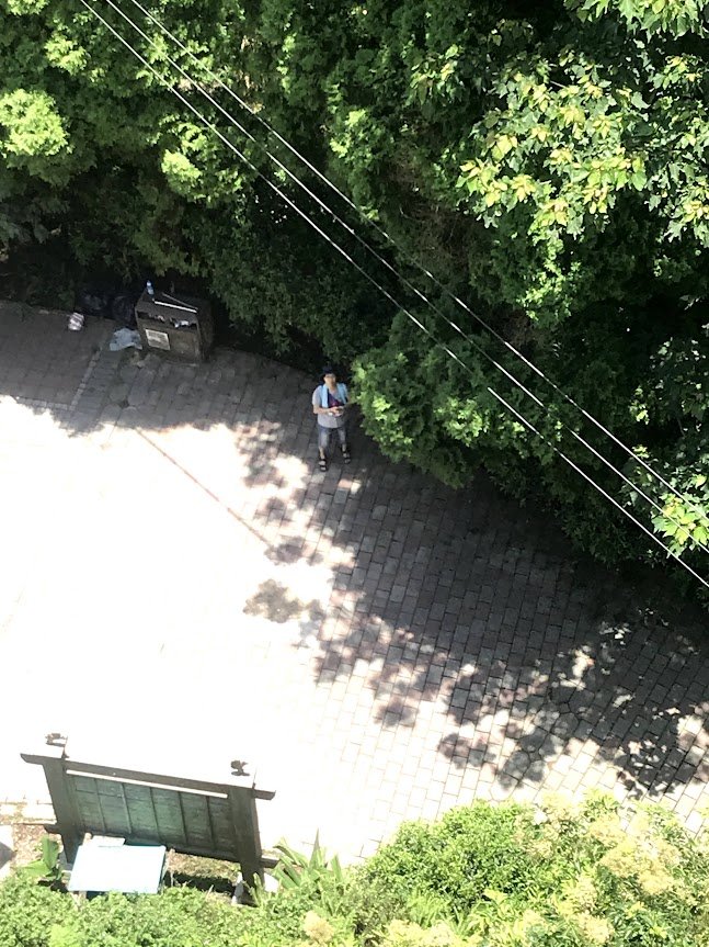 薑麻園桐花步道20200627_1965421