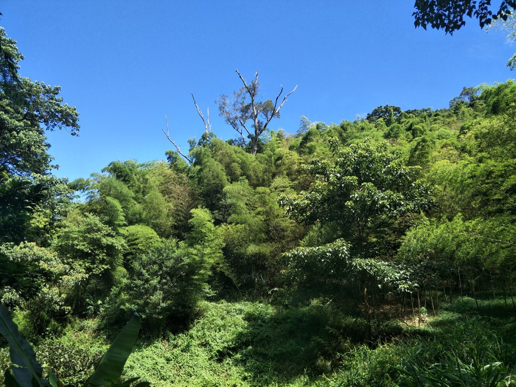 2019 07 17 金面山步道_631738