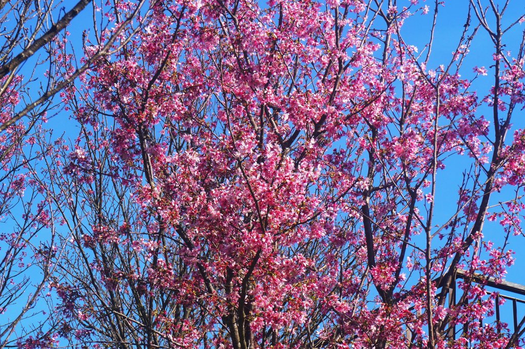 大屯山系｜彌陀山、青楓步道_1282605