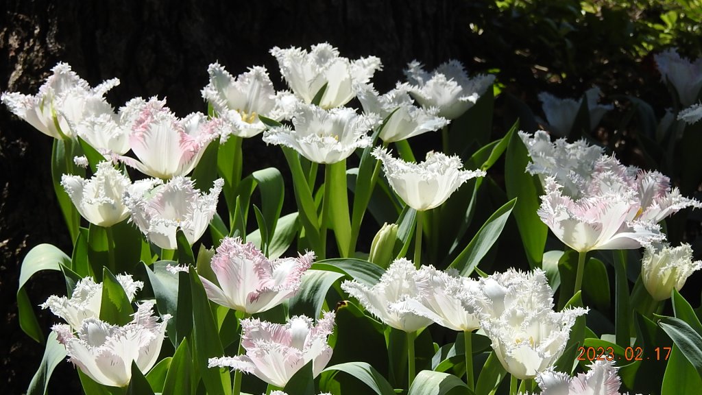追花是簡單的快樂，賞花是恬淡的幸福 - 鬱金香Tulip_2033827