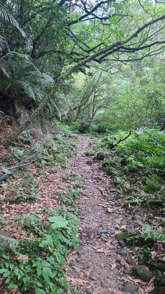 2025-01232淡蘭古道北二段(燦光寮古道到澳底)_2696560