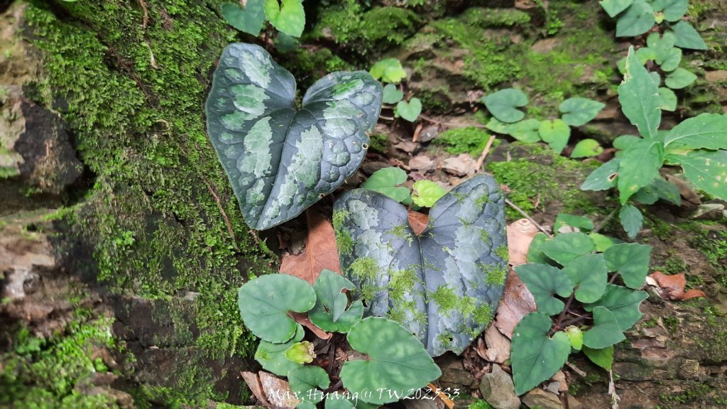《苗栗》遺世鐵道｜悠遊加里山大坪支線至避難山屋20250822_2867730