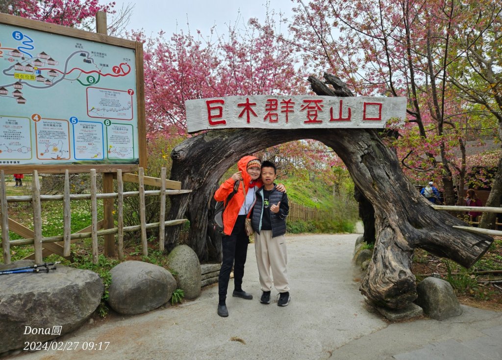 司馬庫斯巨木步道Yaya,櫻花園賞櫻_2440652
