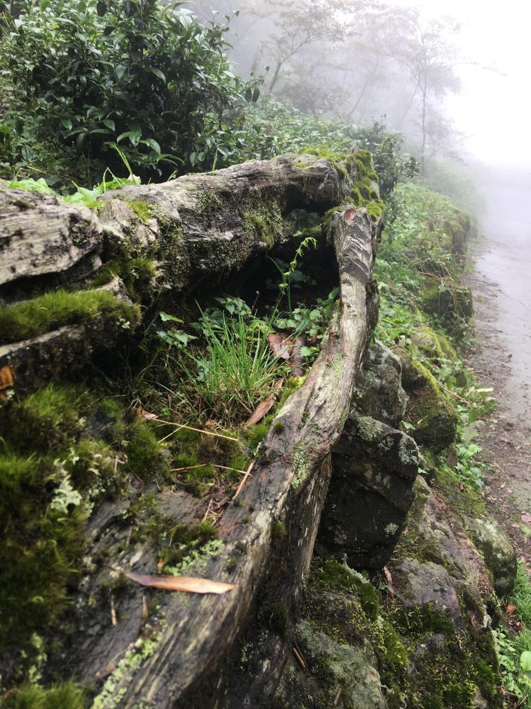 降雨機率 20% 的忘憂森林_131745