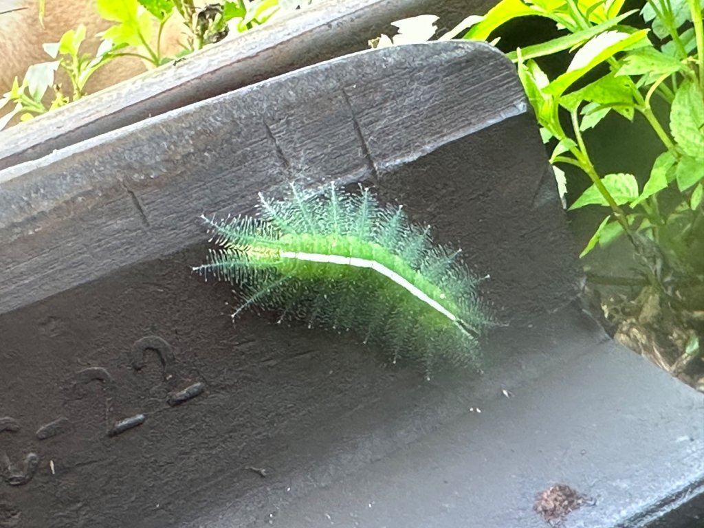 阿拔泉山、觀音石山、紅南坑山、獨立山_2650816