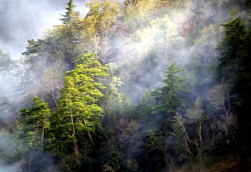 山風15度C吹拂 ~ 合歡溪 步道_1551754