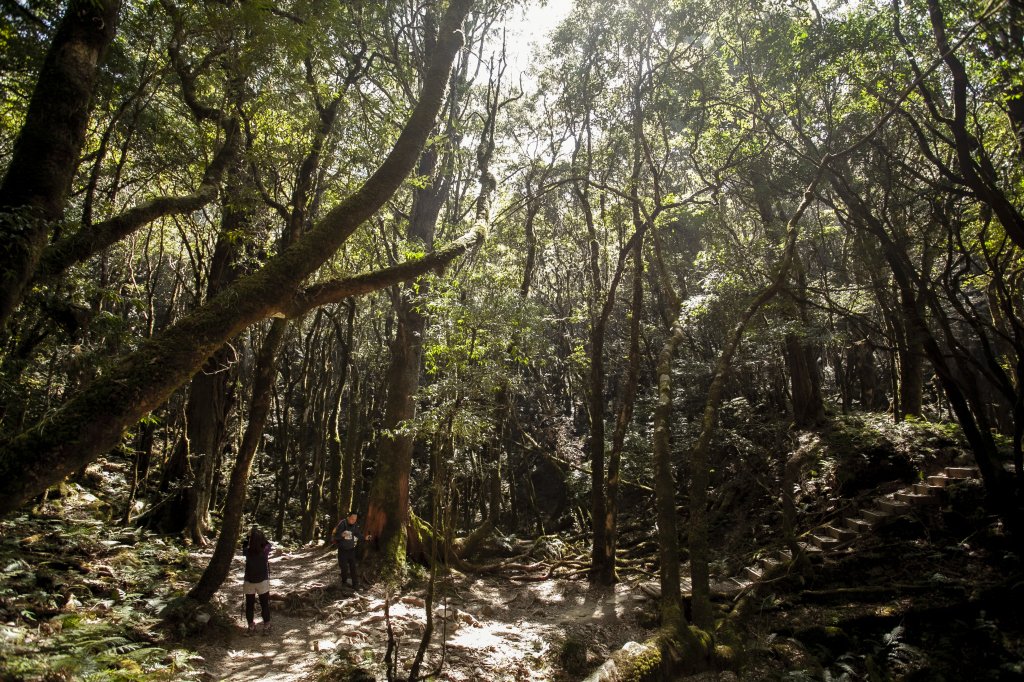 2023.03.10 八仙山_2072806