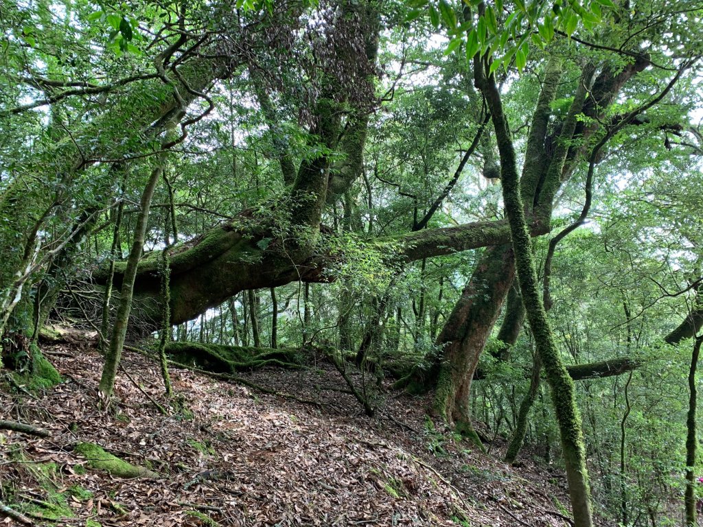 191010羅馬縱走_1922985