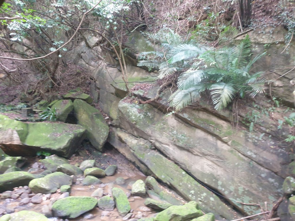 臺北大縱走第四段_1516049