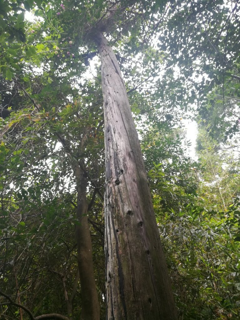 登天母古道上華崗賞櫻花_869001