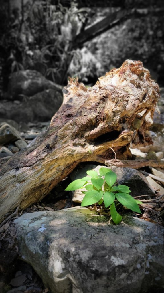 淡蘭古道中路-泰平村北勢溪-溪澗行-2022/7/24_1778114