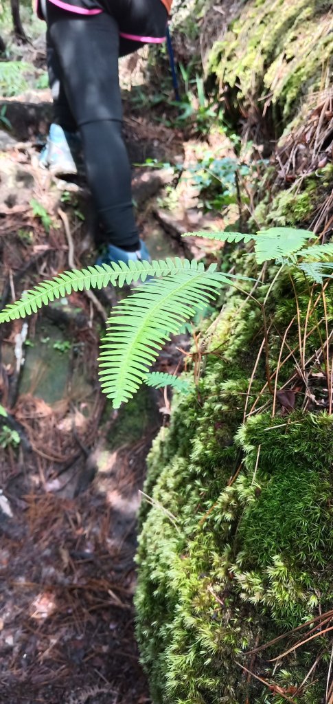 108.07.21汐止柯子林山如意湖_634098