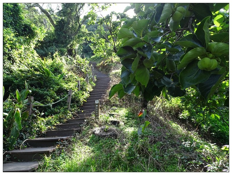 潭子/聚興山(小百岳)_631473