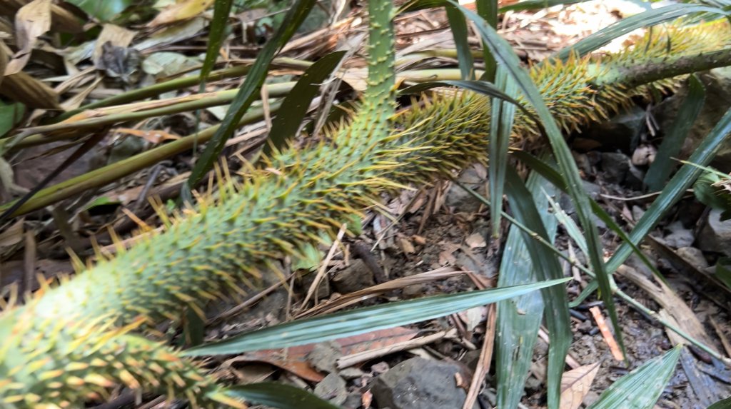 九份二山_2597564