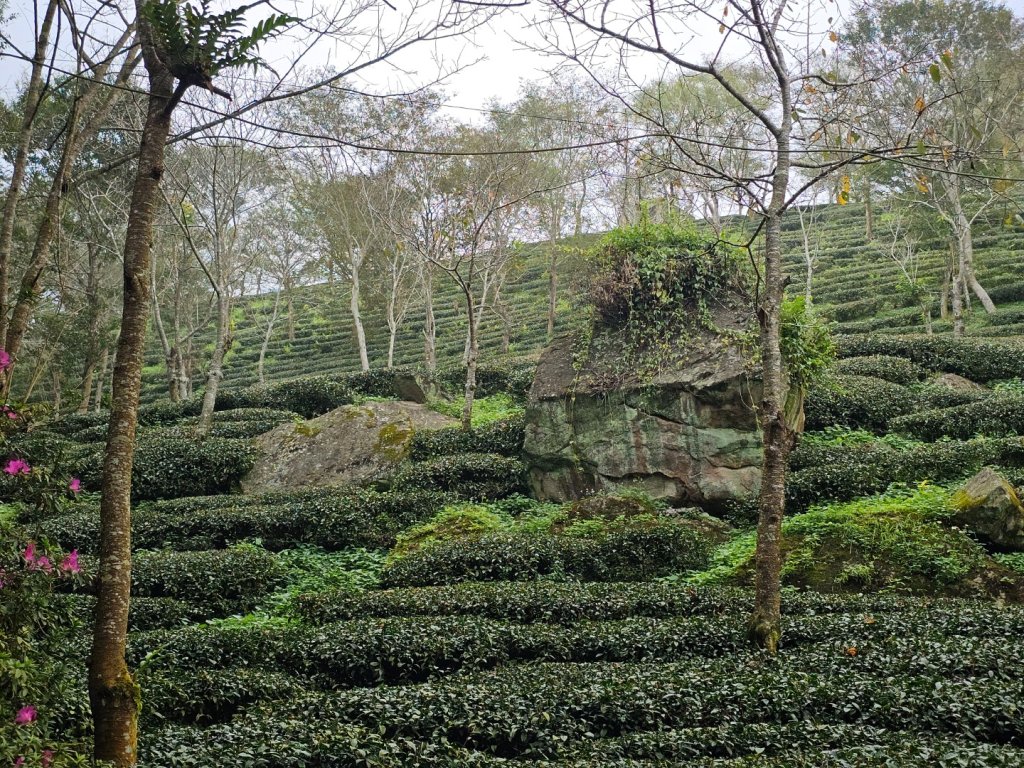 竹子尖山-小百岳#67-台南市楠西區/梅峰古道-(台南)臺灣百大必訪步道_2630933