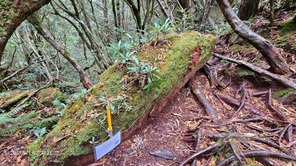 翩翩起舞的塔曼山_2363424