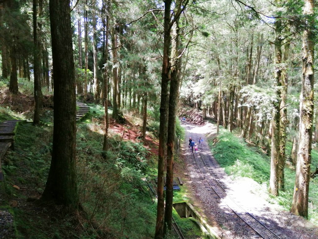 嘉義阿里山鄉~山林森呼吸~小百岳大塔山_1106914