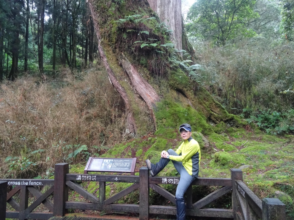 親近阿里山之鐵道櫻花巨木伴我行_48001