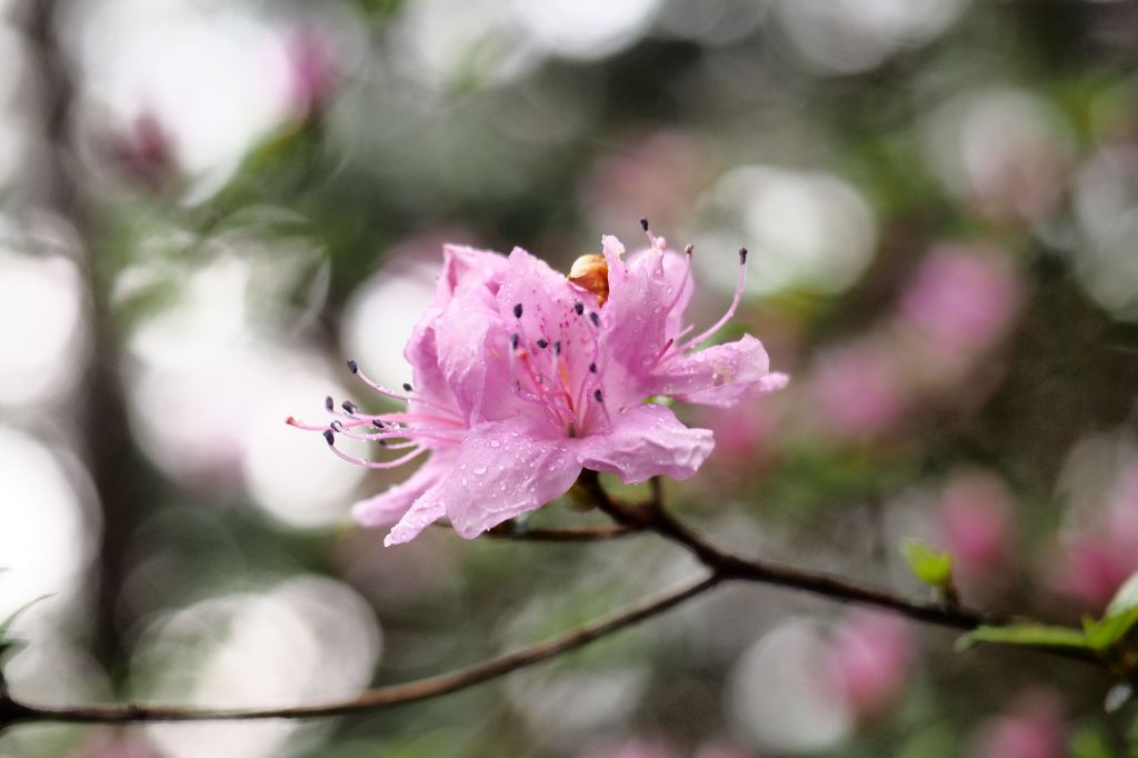 花見晴空_337091