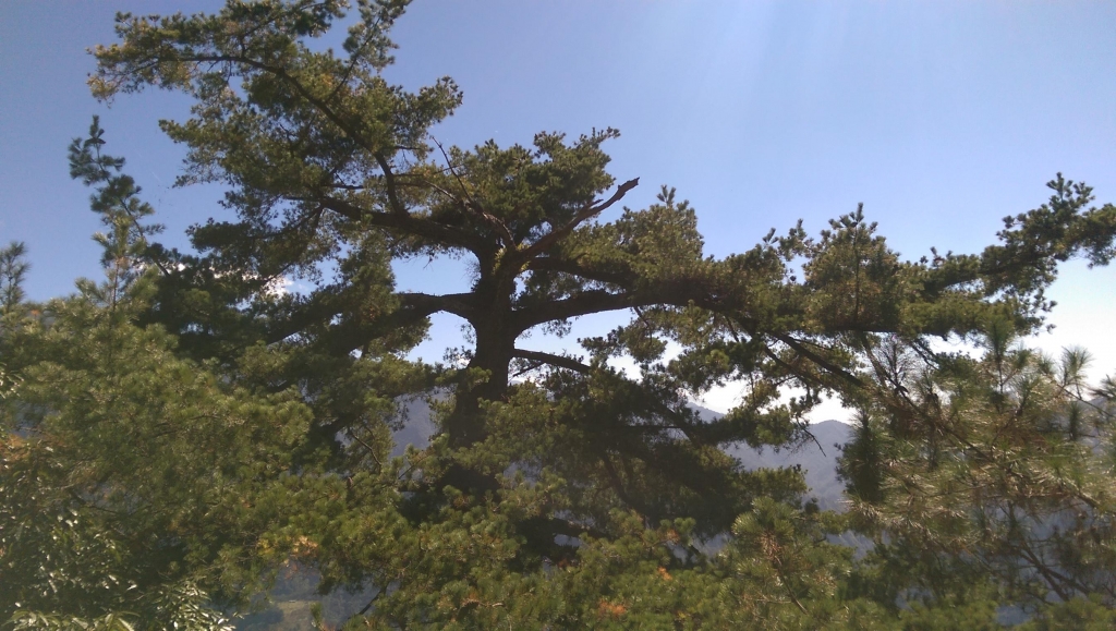 谷關七雄之東卯山_23134