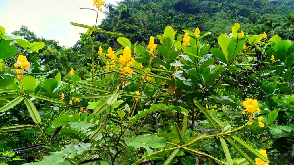 里美避難步道_160166