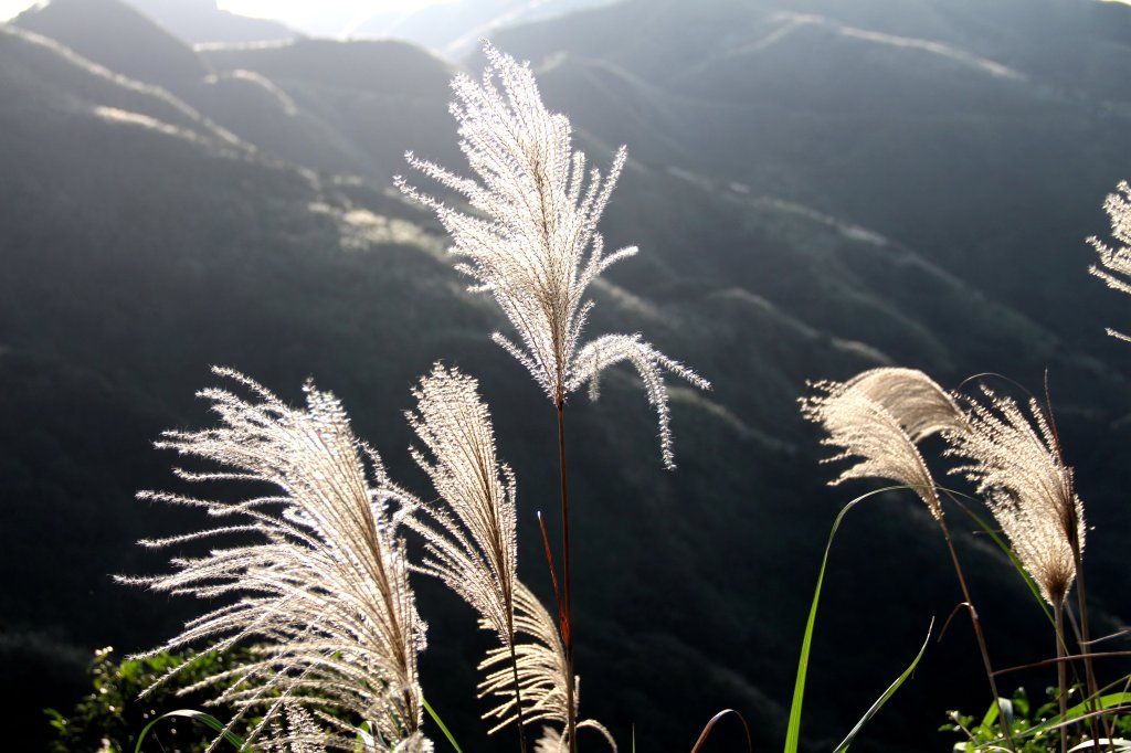 【金瓜石】漫山芒花怒放浪漫，礦山藍海奇景夢幻！_2964206