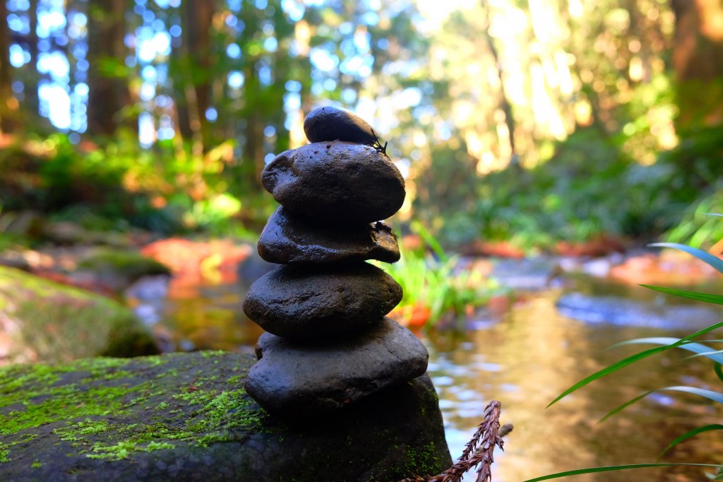 光影森林-那結山縱走貴妃山_773690