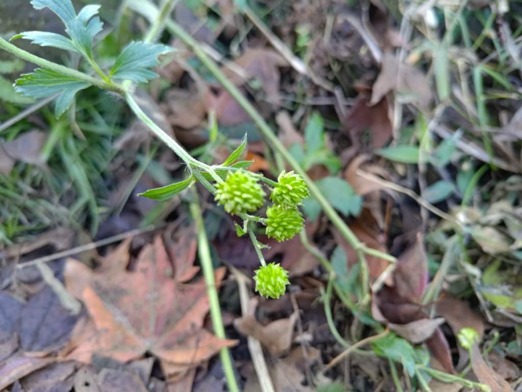 植物照片雞籠山九龍山大凍山_2395694
