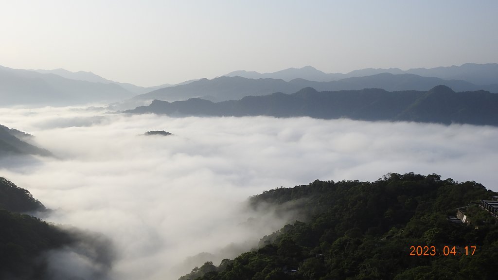 石碇十三股山/小格頭日出雲海+賞 #西施花 #松月櫻 孤挺花&桐花_2116964
