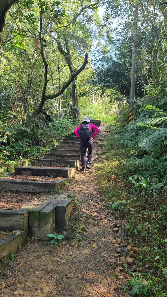 2024-0224大香山-鵝角格山-貓空纜車-茶山古道到政治大學_2437533