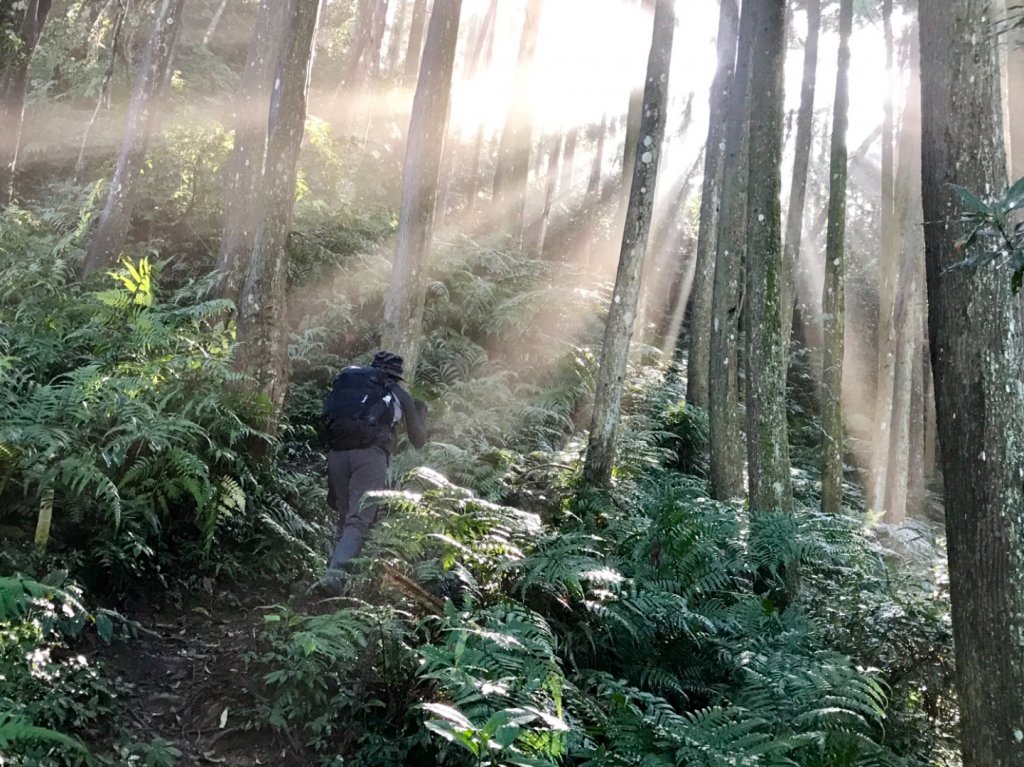 水田林道走蓮包山上外鳥嘴_531773