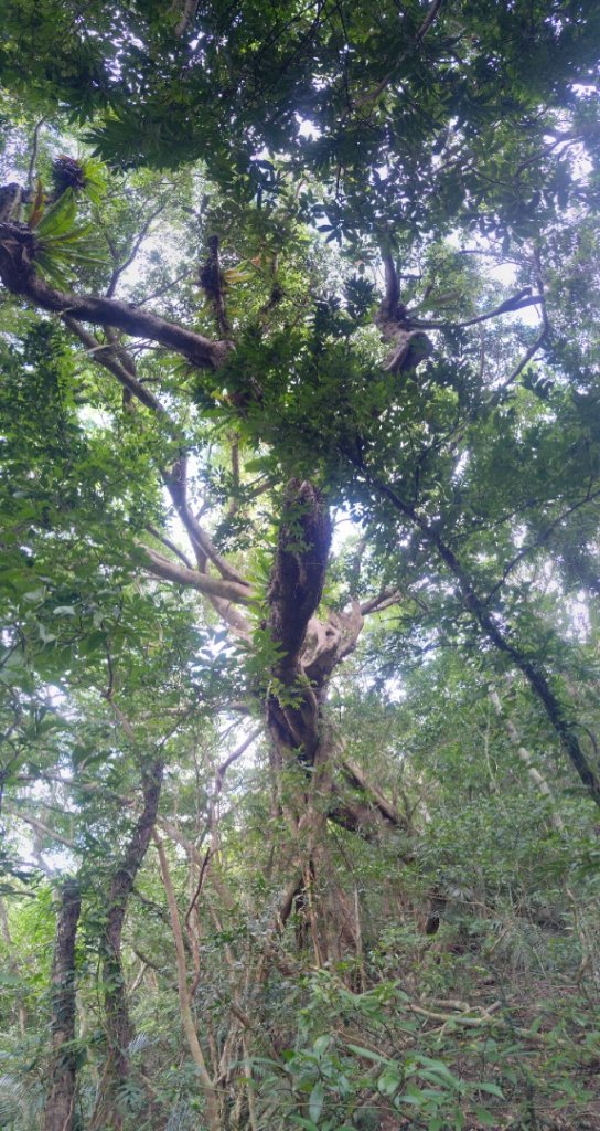 雙流森林遊樂區婆豬古山連走雙流瀑布帽子山_2652633