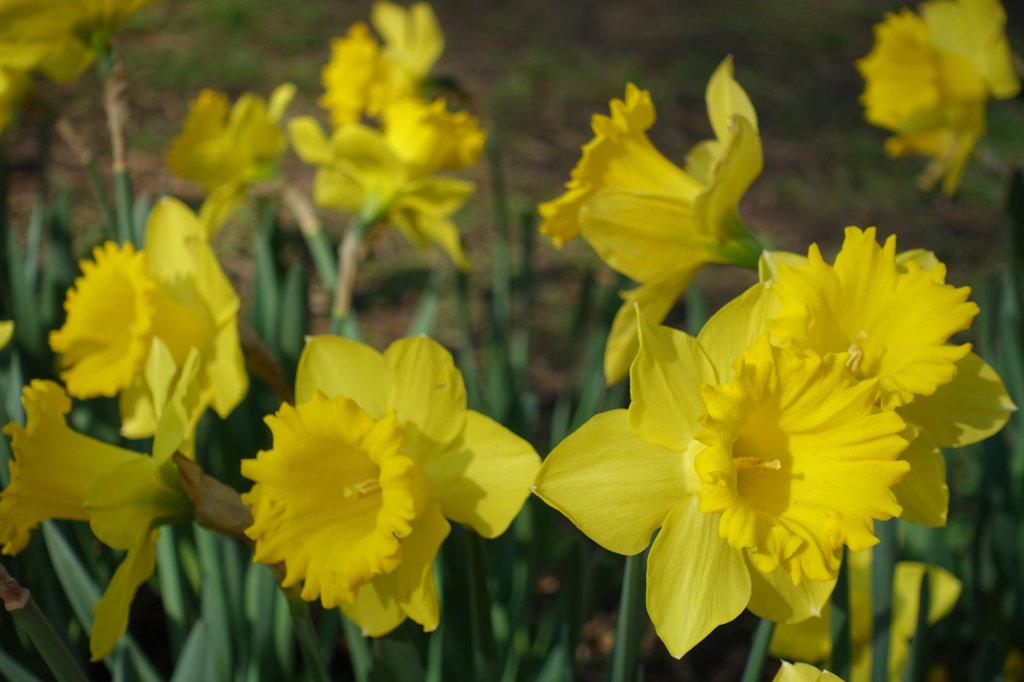 2021陽明山花季_1286027