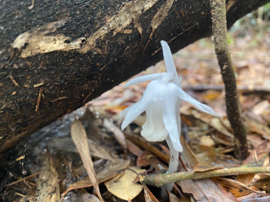 水社大山水晶蘭大爆發_881653