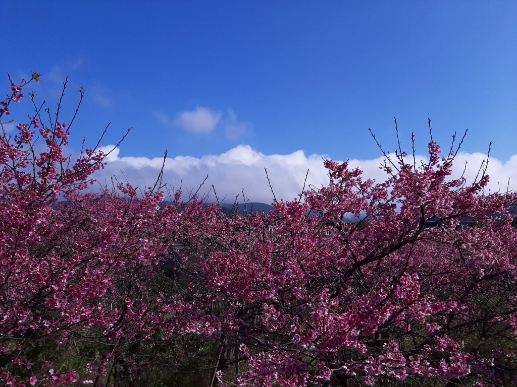 最美浪漫櫻花道 • 賞花微旅行_802289