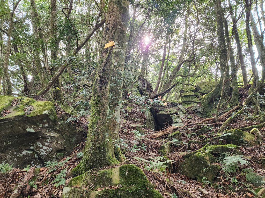 20240317八五山李棟山鳥嘴下山O型_2486234