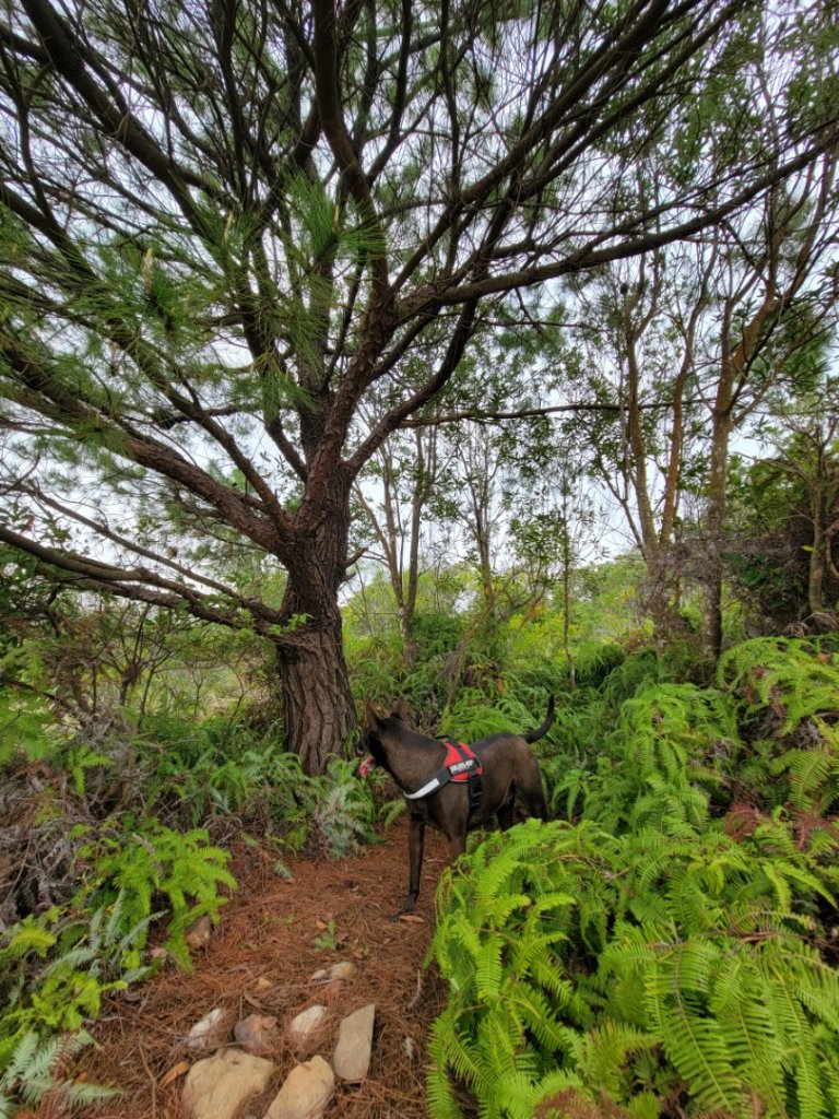 帶著毛孩悠遊山林-20240316_2600567
