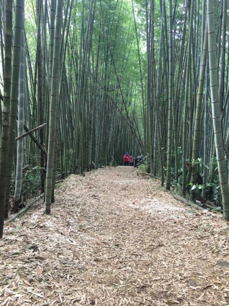 頂石棹步道群_445429