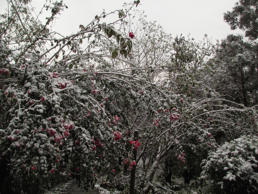 大山背雪見_36899